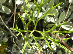 Anisotome filifolia