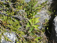 Ranunculus verticillatus