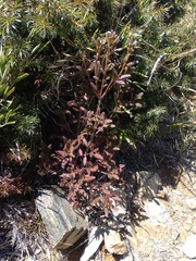 Rhododendron rubropilosum taiwanalpinum