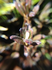 Rhododendron rubropilosum taiwanalpinum