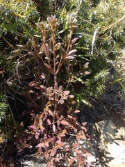Rhododendron rubropilosum taiwanalpinum