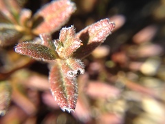 Rhododendron rubropilosum taiwanalpinum