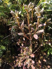 Rhododendron rubropilosum taiwanalpinum