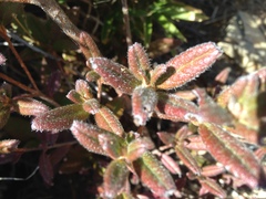 Rhododendron rubropilosum taiwanalpinum