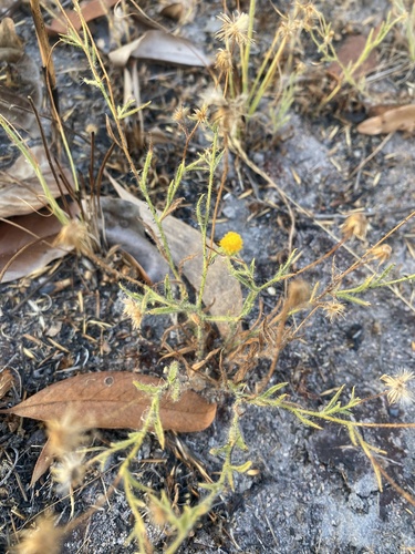 Blumea integrifolia, 2023-09-24