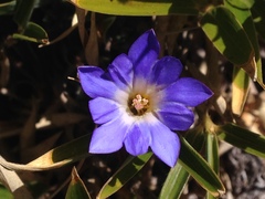 Gentiana arisanensis