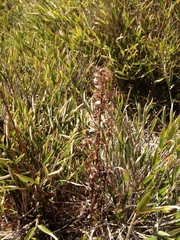 Solidago decurrens