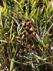 Swertia macrosperma