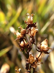 Swertia macrosperma
