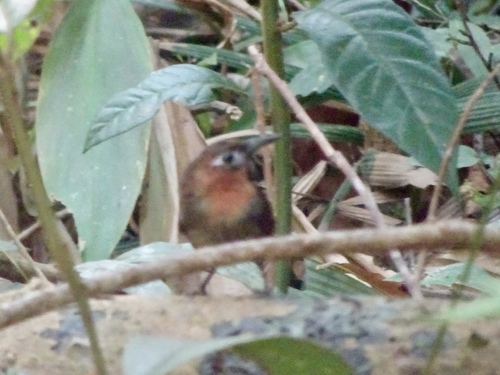 Cyphorhinus phaeocephalus