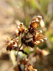 Swertia macrosperma