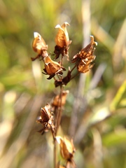 Swertia macrosperma