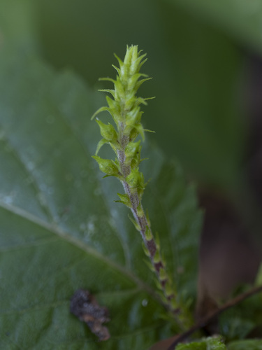 Florida Horsebalm (Collinsonia punctata)