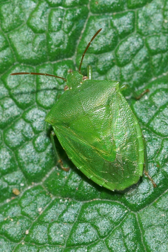 Green potato bug