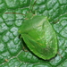 Green Potato Bug - Photo (c) Uwe Schneehagen, some rights reserved (CC BY-SA), uploaded by Uwe Schneehagen