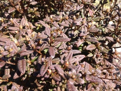 Rhododendron rubropilosum taiwanalpinum