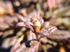 Rhododendron rubropilosum taiwanalpinum