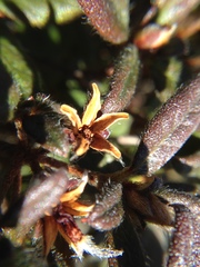 Rhododendron rubropilosum taiwanalpinum