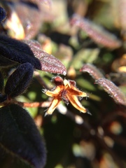 Rhododendron rubropilosum taiwanalpinum