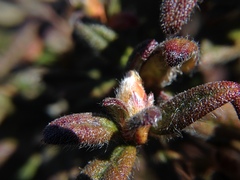 Rhododendron rubropilosum taiwanalpinum