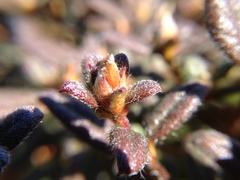 Rhododendron rubropilosum taiwanalpinum