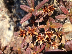Rhododendron rubropilosum taiwanalpinum