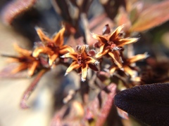 Rhododendron rubropilosum taiwanalpinum