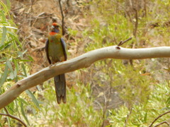 Platycercus elegans adelaidae