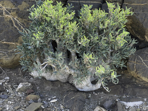 Elephant's foot