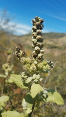 Ambrosia chenopodiifolia