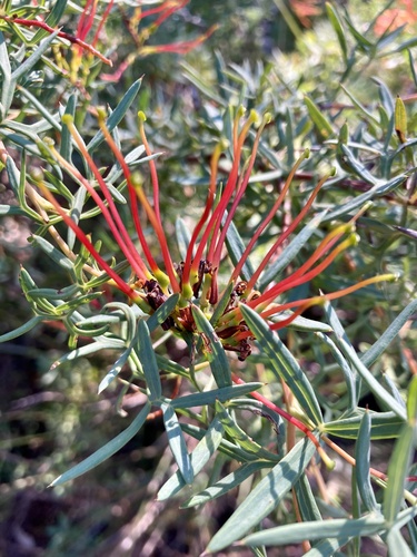 Collie Grevillea (Grevillea ripicola)