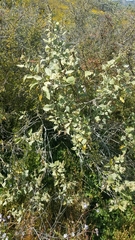 Ambrosia chenopodiifolia