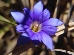 Gentiana arisanensis