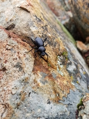 Coelocnemis dilaticollis