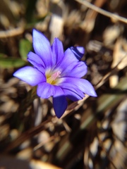 Gentiana arisanensis