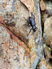 Coelocnemis dilaticollis