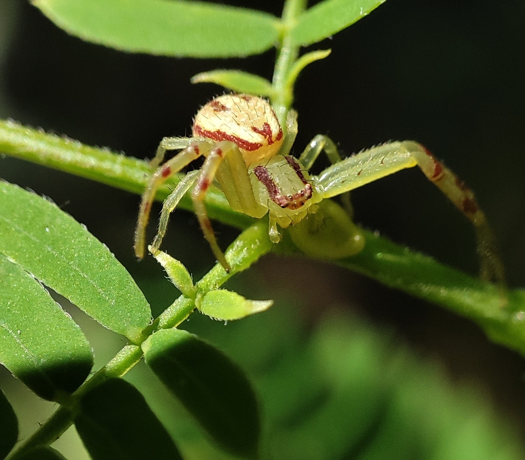 Misumenops maculissparsus