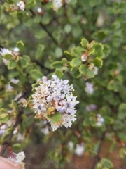 Ceanothus otayensis
