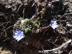 Gentiana arisanensis