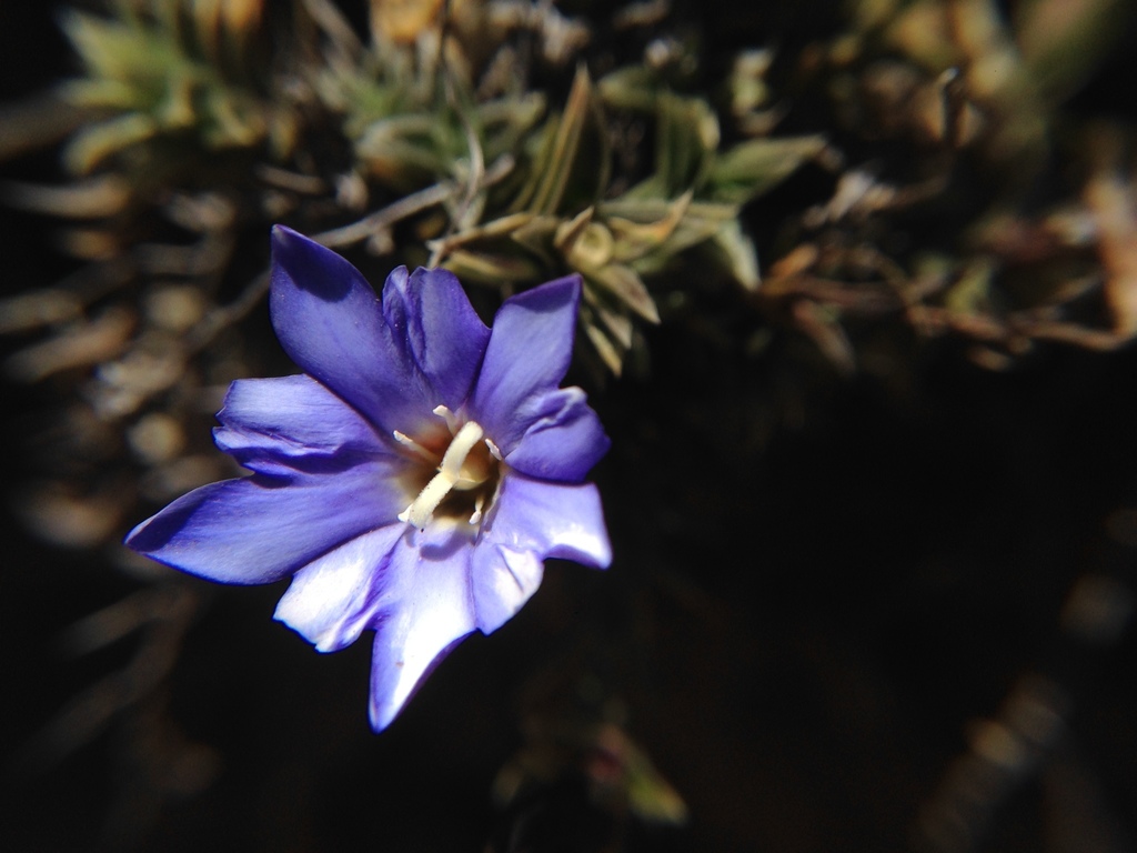 阿里山龍膽 2020 Gloria複查植物名錄 Inaturalist