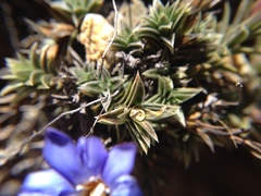 Gentiana arisanensis