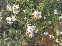 Ceanothus otayensis