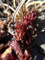 Sedum morrisonense