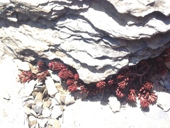 Sedum morrisonense
