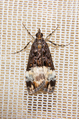 Scoparia minusculalis