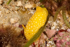 Doris chrysoderma