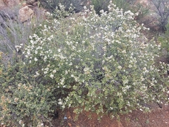 Ceanothus otayensis