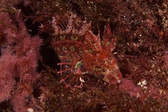 Heteroclinus roseus