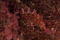 Heteroclinus roseus