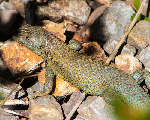 Shining Tree Iguana, Liolaemus nitidus
